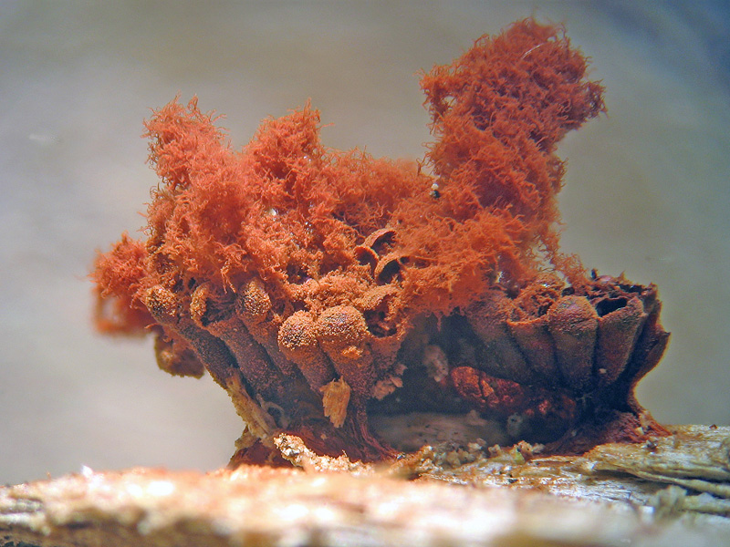 Metatrichia vesparium